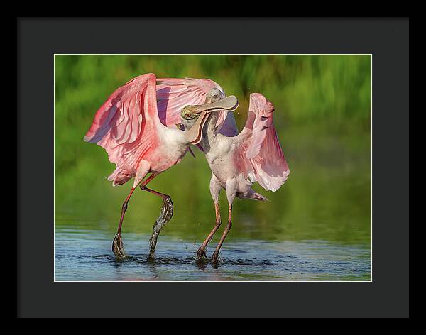 Duel at Dawn - Framed Print