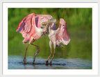 Duel at Dawn - Framed Print