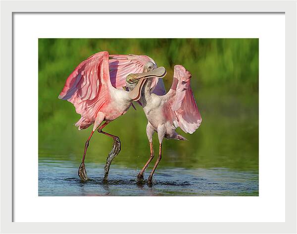 Duel at Dawn - Framed Print