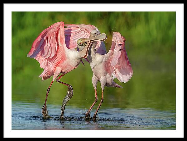 Duel at Dawn - Framed Print