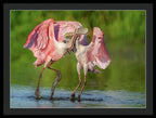 Duel at Dawn - Framed Print