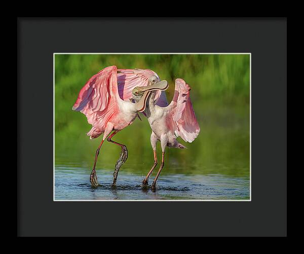 Duel at Dawn - Framed Print