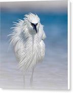 Elegant White Egret in Water - Canvas Print