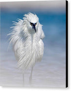 Elegant White Egret in Water - Canvas Print