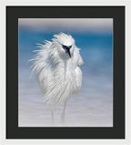 Elegant White Egret in Water - Framed Print