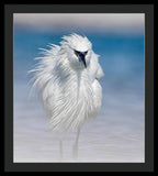 Elegant White Egret in Water - Framed Print
