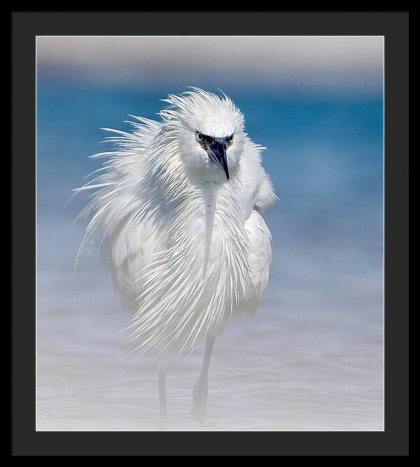 Elegant White Egret in Water - Framed Print