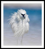 Elegant White Egret in Water - Framed Print