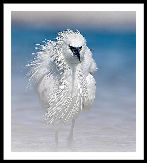 Elegant White Egret in Water - Framed Print