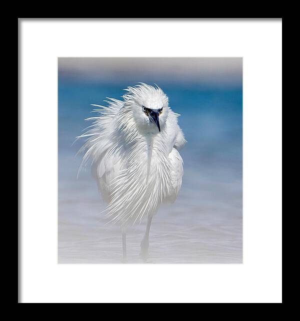 Elegant White Egret in Water - Framed Print