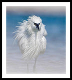 Elegant White Egret in Water - Framed Print