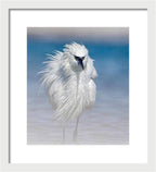 Elegant White Egret in Water - Framed Print