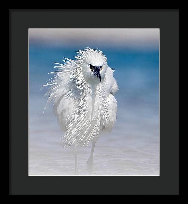 Elegant White Egret in Water - Framed Print