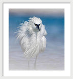 Elegant White Egret in Water - Framed Print