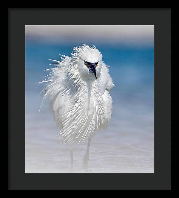 Elegant White Egret in Water - Framed Print
