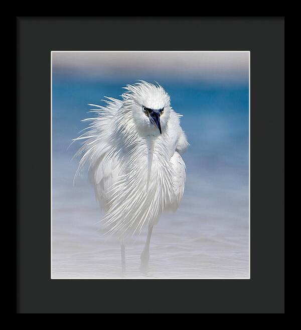 Elegant White Egret in Water - Framed Print