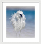 Elegant White Egret in Water - Framed Print
