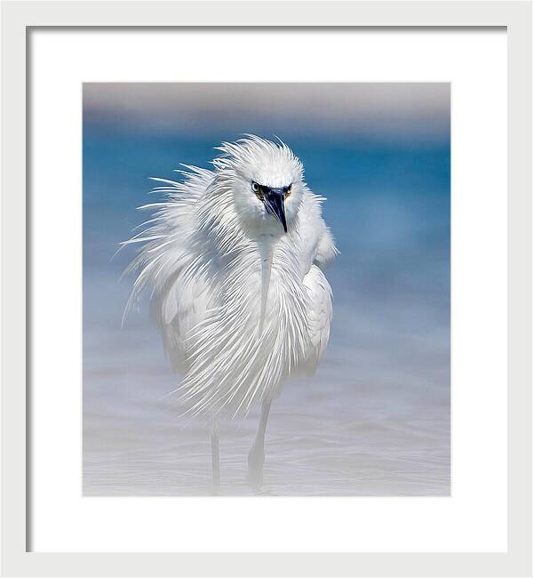 Elegant White Egret in Water - Framed Print