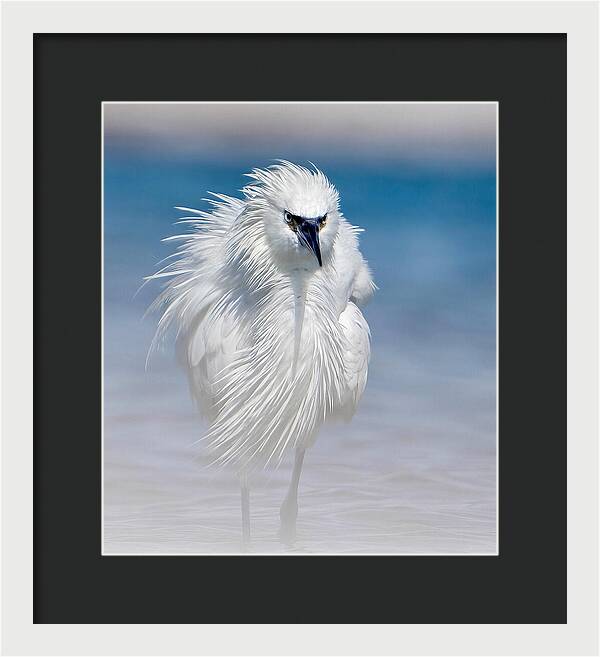 Elegant White Egret in Water - Framed Print