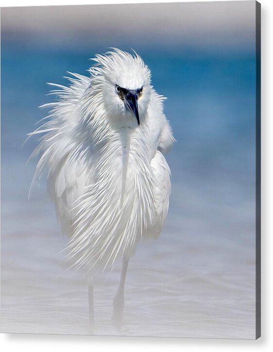 Elegant White Egret in Water - Acrylic Print