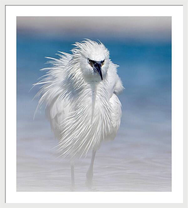 Elegant White Egret in Water - Framed Print