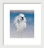 Elegant White Egret in Water - Framed Print