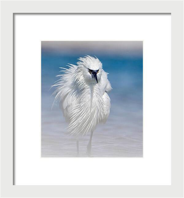 Elegant White Egret in Water - Framed Print