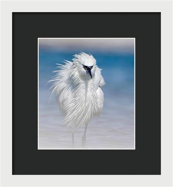 Elegant White Egret in Water - Framed Print