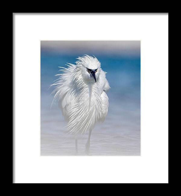 Elegant White Egret in Water - Framed Print