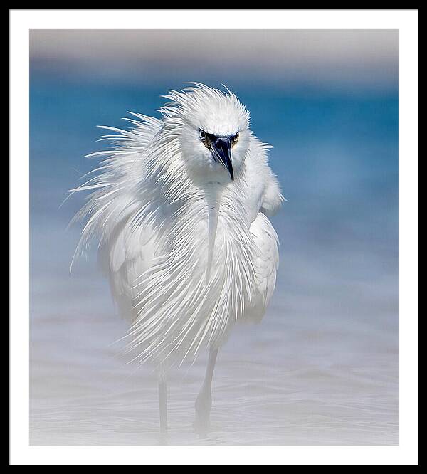 Elegant White Egret in Water - Framed Print