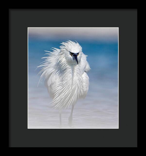 Elegant White Egret in Water - Framed Print