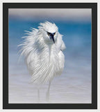 Elegant White Egret in Water - Framed Print