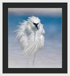Elegant White Egret in Water - Framed Print