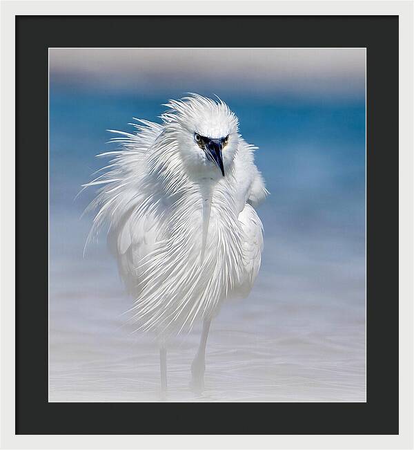 Elegant White Egret in Water - Framed Print