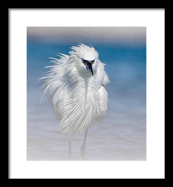 Elegant White Egret in Water - Framed Print