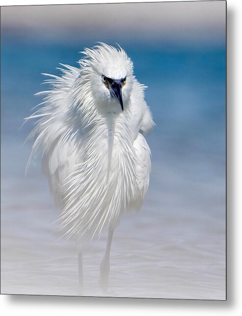 Elegant White Egret in Water - Metal Print