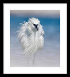 Elegant White Egret in Water - Framed Print