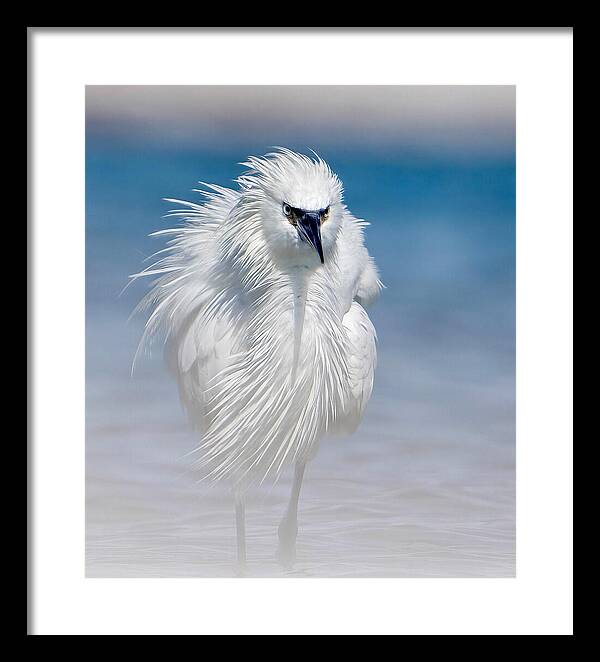 Elegant White Egret in Water - Framed Print