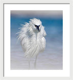 Elegant White Egret in Water - Framed Print