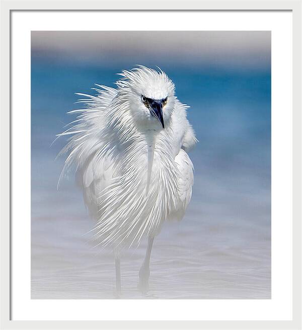 Elegant White Egret in Water - Framed Print
