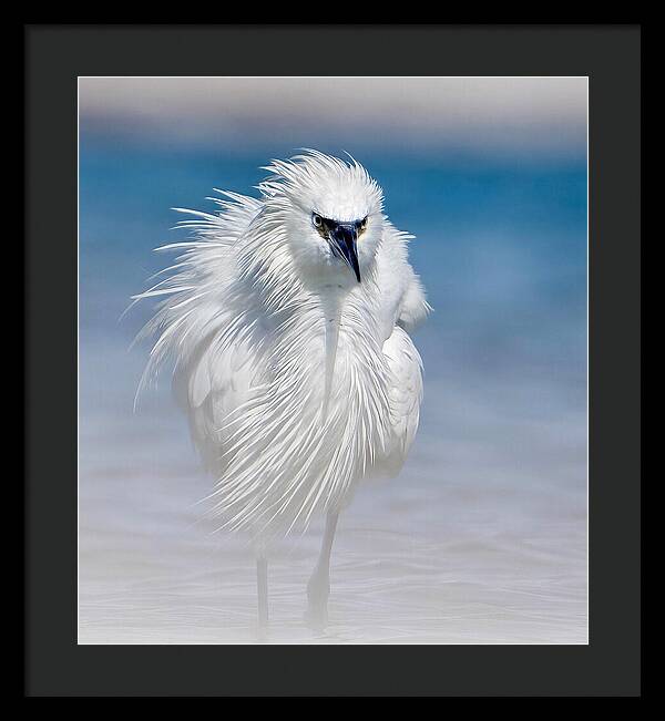 Elegant White Egret in Water - Framed Print