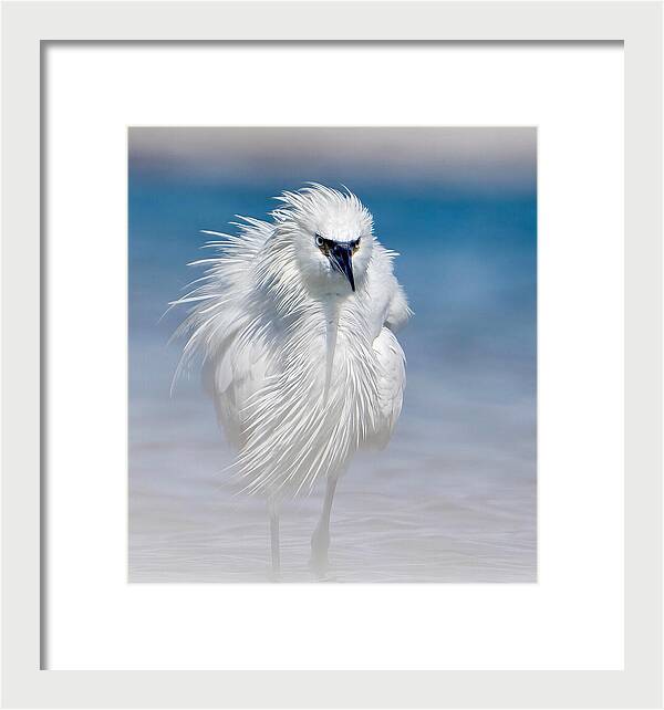 Elegant White Egret in Water - Framed Print