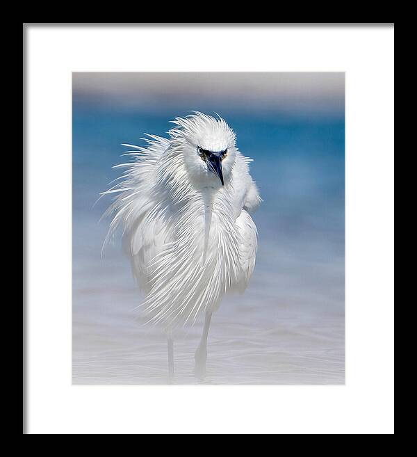 Elegant White Egret in Water - Framed Print