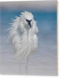 Elegant White Egret in Water - Wood Print