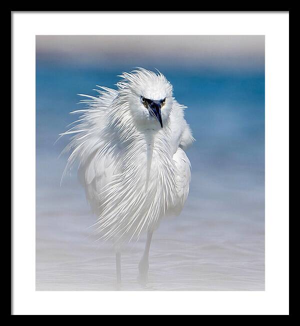 Elegant White Egret in Water - Framed Print
