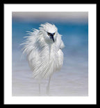 Elegant White Egret in Water - Framed Print
