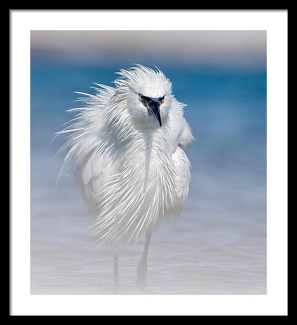 Elegant White Egret in Water - Framed Print