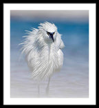 Elegant White Egret in Water - Framed Print