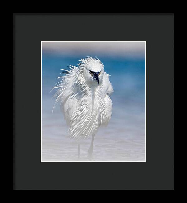 Elegant White Egret in Water - Framed Print