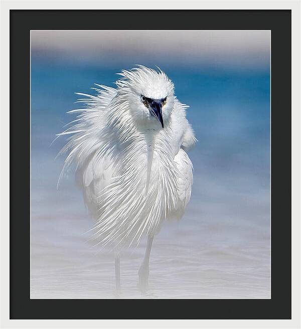 Elegant White Egret in Water - Framed Print